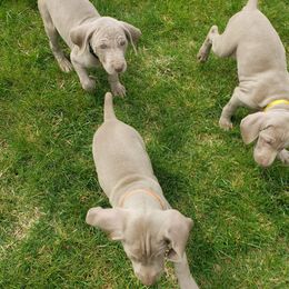 Weimaraner Puppies from Miller's Weimaraners