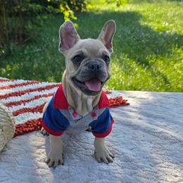 Spud - Blue fawn male French Bulldog puppy in Hopkins, Missouri from Mowry Creek Mini Aussiedoodles and More