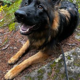 German Shepherd All Grown Up from Mächtiger Barkerheim German Shepherds