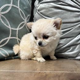 TBD - Cream and white male Chihuahua puppy in Davenport, Florida from Clan Cordovathone