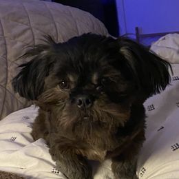 George - Shih Tzu