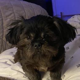 George - Shih Tzu