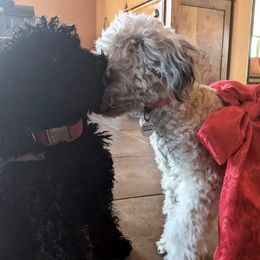 Poodles from Lone Cedar Kennel