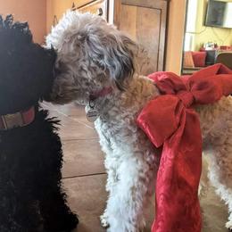 Poodles from Lone Cedar Kennel