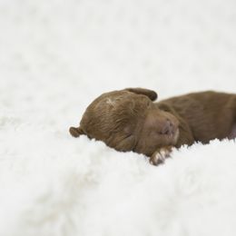 Goldendoodle Puppies from Puppy Vale