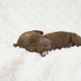 Goldendoodle Puppies from Puppy Vale