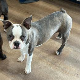 Caleb - Boston Terrier