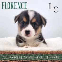 Florence - Black and tan female Pembroke Welsh Corgi puppy in Pine Village, Indiana from NL Horsemanship