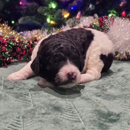 Boy 3 - Parti male Poodle puppy in Patterson, California from Paterson Poodles