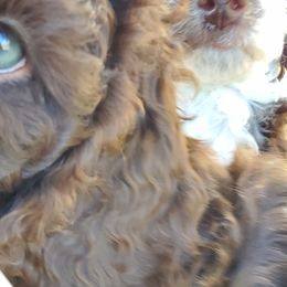 Poodle Puppies from Edith and Company Fantastic Standard Poodle Life