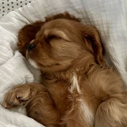 Cavalier King Charles Spaniels from True Heart Cavaliers llc