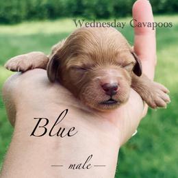 Blue - Red male Cavapoo puppy in Coal City, Indiana from Wednesday & Co