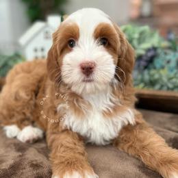 Bernedoodle puppies from Oak Knoll Doodles