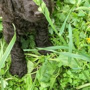 Irish Water Spaniel and Manchester Terrier Puppies from Coltsfoot