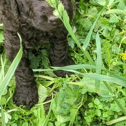 Irish Water Spaniel and Manchester Terrier Puppies from Coltsfoot