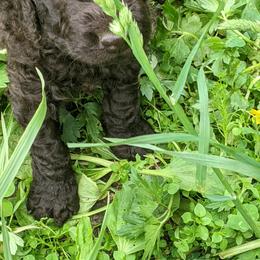 Irish Water Spaniel and Manchester Terrier Puppies from Coltsfoot