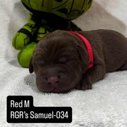 RGR's Samuel-034 - Chocolate male Labrador Retriever puppy in Morris Plains, New Jersey from Rose Gold Retrievers
