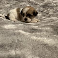 Yellow collar - Shorkie puppy from Sensational Shorkies