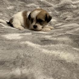 Yellow collar - Shorkie puppy from Sensational Shorkies