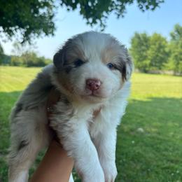 Rain - Red merle female Australian Shepherd puppy in Morrow, Ohio from OakHaven Acres Aussies