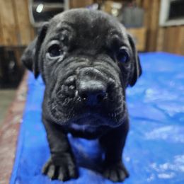 Boy 1 - Black male Cane Corso puppy in Haslet, Texas from Trained To Go Corso Kennels (T.T.G. Corso Kennels)