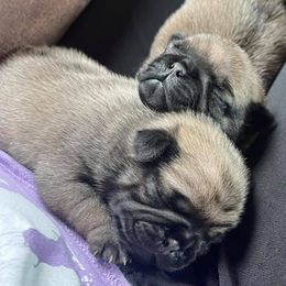 Pugs from Pug Eyed Peas Alabama