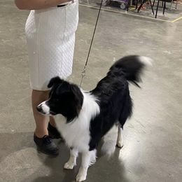 Border Collies from Maggie's Border Collies