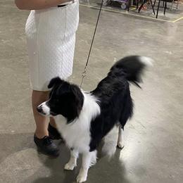Border Collies from Maggie's Border Collies