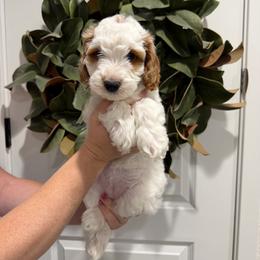 Arcadia - Parti female Goldendoodle puppy in Mesa, Arizona from Twinkle MiniDoodles
