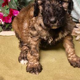 Puppies from Spivey’s Splendid Standard Poodles