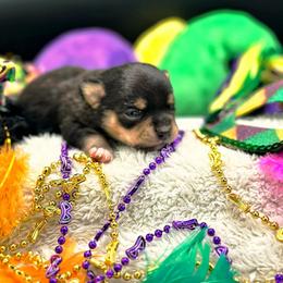 Five - Black and tan female Chihuahua puppy in Lee Center, New York from Alfheim-Andromeda Chihuahua's (A &A's)