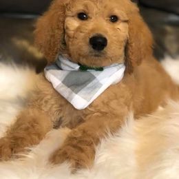 Goldendoodle and Labradoodle Puppies from Danie’s Darling Doodles