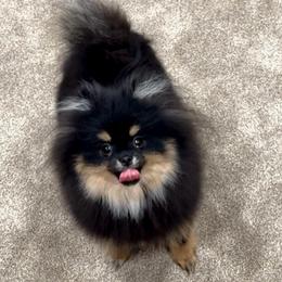 Diva - Pomeranian
