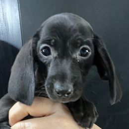 Sophia-Girl 1 - Black female Dachshund puppy in Bigfork, Minnesota from Dachshunds Up North