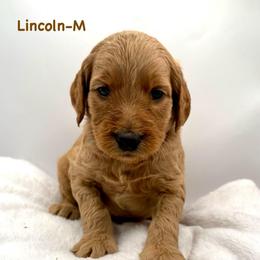 Lincoln-Brown collar boy - Red  male Goldendoodle puppy in Lewisville, Texas from Zink Doodles
