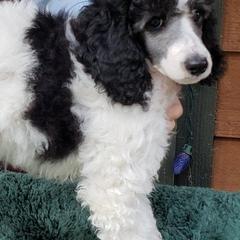 Poodles from Riverlea Kennel