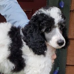 Poodles from Riverlea Kennel