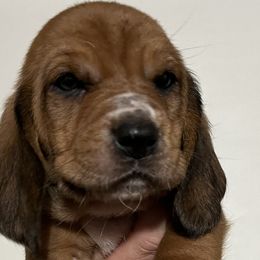 Blue Collar Boy - Mahogany and white Basset Hound puppy in Saint Clair, Michigan from Gregg Hounds