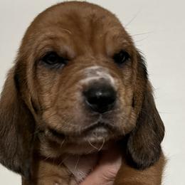 Blue Collar Boy - Mahogany and white Basset Hound puppy in Saint Clair, Michigan from Gregg Hounds