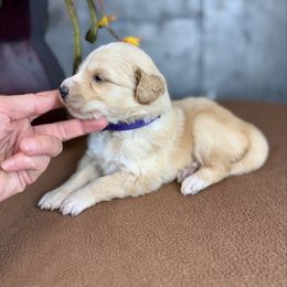 Storm - Red female Pyredoodle puppy in Bowling Green, Ohio from FDF Pyredoodles & Bernedoodles