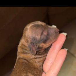 Kit (PET ONLY) - Dapple female Dachshund puppy in Goldthwaite, Texas from Mini Mama Dachshunds