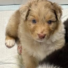 Champagne - Red merle male Australian Shepherd puppy in Hilton, New York from Francoise's Australian Shepherds