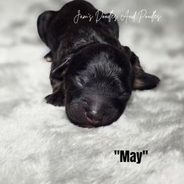 May - Phantom female Bernedoodle puppy in Cleveland, Georgia from Jam's Doodles And Poodles