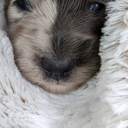 Dachshund Puppies from Bumpkins Dachshunds