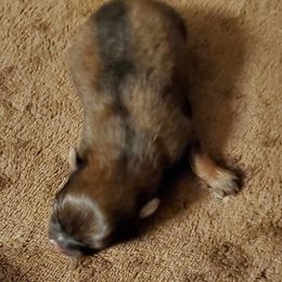 Stormy (AKC) - Orange sable female Pomeranian puppy in West Newton, Pennsylvania from Donna's Pomeranians