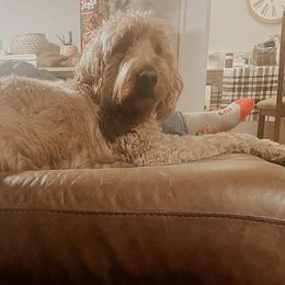 Goldendoodles and Poodles from Fancy Farm Doodles & Poodles