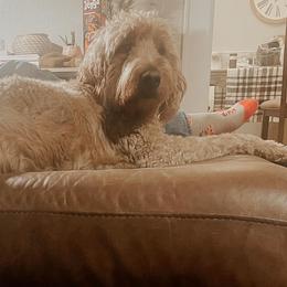 Goldendoodles and Poodles from Fancy Farm Doodles & Poodles