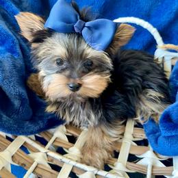 Boy 1 bigger - Black and gold male Yorkshire Terrier puppy in Bakersfield, California from Yorkie To My Heart