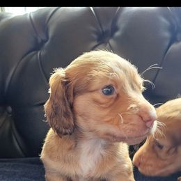 Hayden - Cream male Dachshund puppy in Stillwater, Oklahoma from Shade Tree Dachshunds