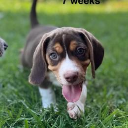 Inzo - Brown white and tan male Beagle puppy in Rogersville, Missouri from Hales Little Beagle Haven